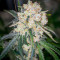 Graines féminisées de Keep Frosted Guava Autoflower (Seedkeepers)