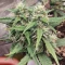 Vente de graines de cannabis LSD-25 Auto (Fast Buds)