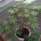 Caramelo Early Version Seeds (Delicious Seeds) - Cannabis Strain Seeds for Sale