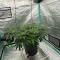 Achetez des graines féminisées Grandmommy Purple par Herbies Seeds