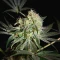 Damn Sour Seeds - Cannabis Strain Seeds for Sale