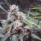 Malawi Seeds - Cannabis Strain Seeds for Sale