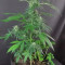 Compra Online | Semillas Gelato Auto Feminizadas | Herbies Seeds