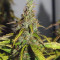 Big Bud Seeds (Seedstockers) - Cannabis Strain Seeds for Sale