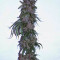 Blueberry Seeds (Dutch Passion) - Cannabis Strain Seeds for Sale