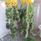 Sweet Valley Kush Seeds - Cannabis Strain Seeds for Sale