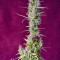 Bruce Banner Auto fem cannabis seeds for sale