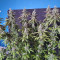 G13 Haze Seeds (Barney's Farm) - Cannabis Strain Seeds for Sale