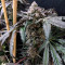Mimosa x Orange Punch Seeds (Barneys Farm)