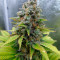 Dr. Bruce Banner CBD sementes feminizadas à venda: informações e comentários