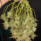 Vente de graines de cannabis Candy Dawg Autoflower (Seedstockers)