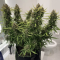 Auto Orange Bud Seeds (Dutch Passion) - Cannabis Strain Seeds for Sale