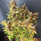 Runtz XL Auto Feminized Seeds (Sweet Seeds)