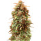 Semillas feminizadas Solomatic Auto CBD (Royal Queen Seeds)