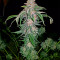 Afghan Kush Early Harvest feminized seeds