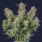 Bruce Banner Auto Feminized Seeds (Fast Buds)