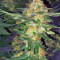 Bubba Delight Regular seeds