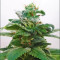 China Yunnan (Ace Seeds)