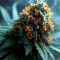 Graines féminisées de Critical XXL Auto (Herbies Seeds)