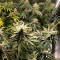 Do-Si-Dos OG Seeds