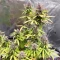 Semi Femminizzati Durban Poison Autoflower (Seedkeepers)