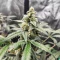 Forum Stomper Auto (Mephisto Genetics)