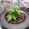 Gorilla Glue Seeds