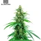 High-THC Bundle #1