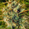 Graines de cannabis Malawi (Ace Seeds)