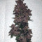 Narco Purps Auto feminized seeds