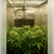 Northern Light (RQS)