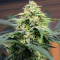 Graines féminisées d’Original Big Bud Auto (Fast Buds)