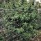 Pure Kush Seeds (Original Sensible Seeds)