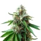 Rainbow Candy (Growers Choice)