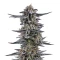 RS11 Seeds (Barney's Farm)