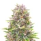 Section 781 Autoflowering Seeds (Blimburn x Herbies)