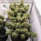 Strawberry Banana Auto Seeds
