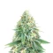 Sementes Feminizadas de Strawberry Sangria Banana Autoflower (Seedkeepers)