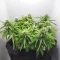 Semillas Feminizadas Super Orange Haze Auto (Mephisto Genetics)