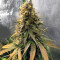 Trippy Gorilla Autoflowering (Big Head Seeds)