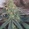 Wedding Cake feminized seeds (Original Sensible Seeds)