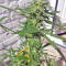 White Widow feminized seeds (Seedstockers)