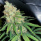 Super Silver Haze Seeds (Green House Seeds)