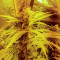 Wedding Cookies féminisée (Original Sensible Seeds)