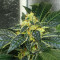 Widow Bomb feminized seeds