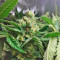 Lemon Skunk (GHS)
