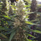 Durban Poison Seeds