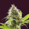 Alien Technology (Big Head Seeds)