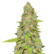 Auto Super Skunk (Auto Skunk) (Original Sensible Seeds)