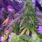 Graines de cannabis Auto Sweet Soma (00 Seeds)